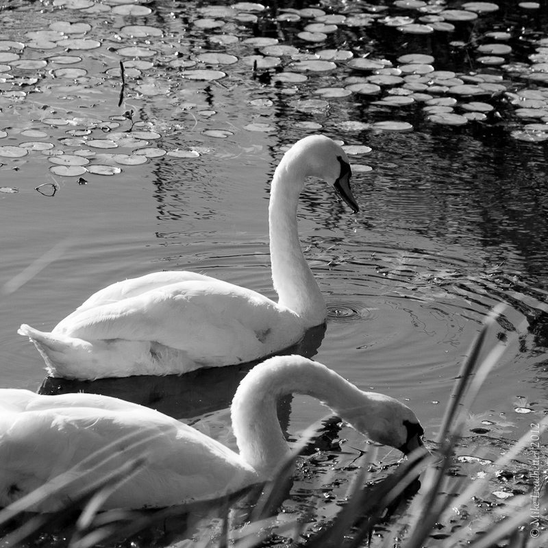 Swans on the Avon